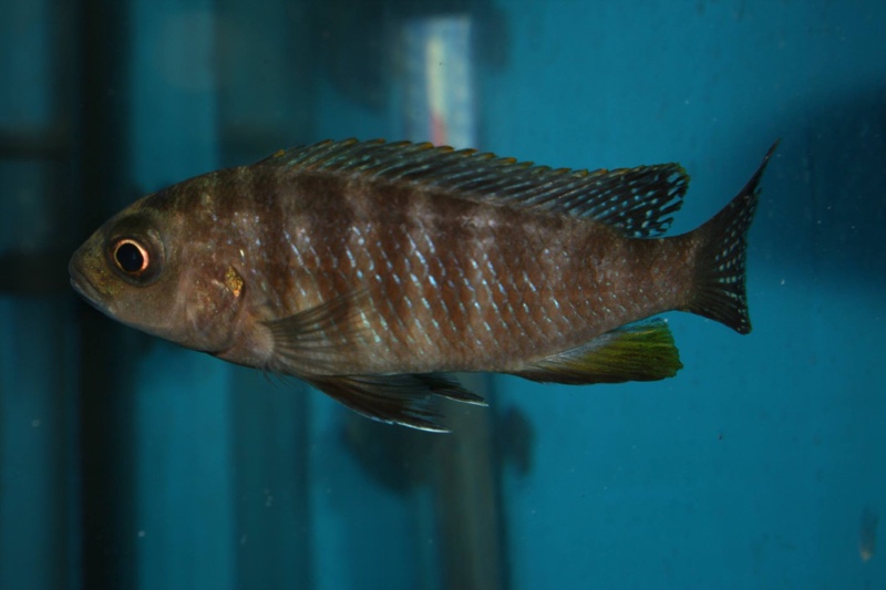 Pseudotropheus sp. 'perspicax hara' Gallireya Reef